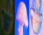 JELLY BELLIES Through views of a jelly fish, photographic and rendered as it floats through the water.